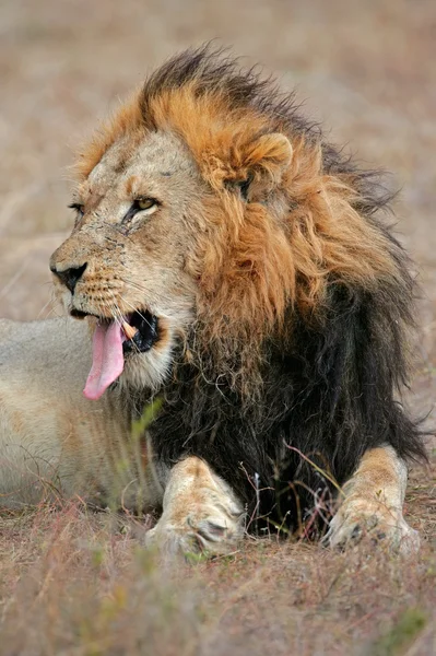 Большой африканский лев — стоковое фото