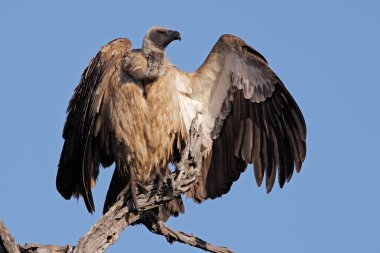 White-backed vulture clipart