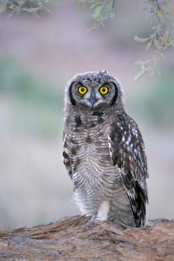 Spotted eagle-owl clipart