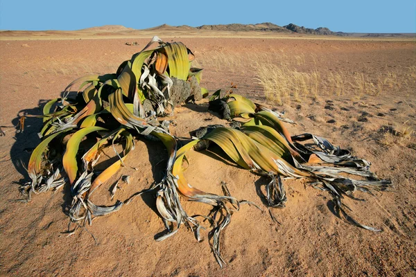 ウェルウィッチア、ナミブ砂漠 — ストック写真