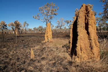 Cathedral termite mounds, Australia clipart
