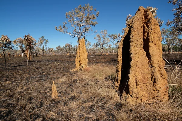 stock image Cathedral termite mounds, Australia