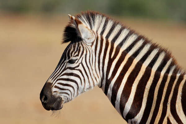 Portrait of a Plains (Burchell's) Zebra (Equus quagga), South Africa