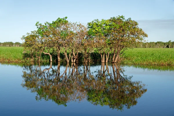 Árvores com reflexões — Fotografia de Stock