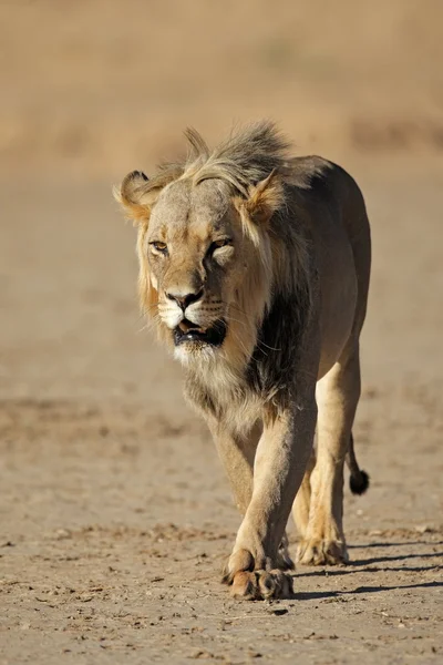 Ходьба Африканський лев — стокове фото