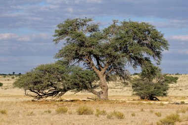 Afrika akasya ağacı
