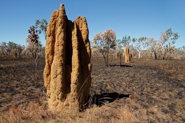 Cathedral termite mounds, Australia clipart
