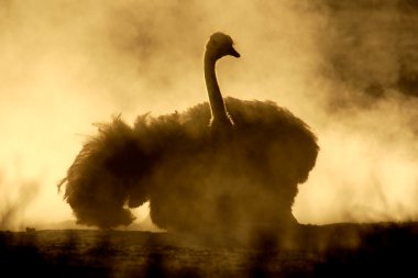 Ostrich in dust clipart