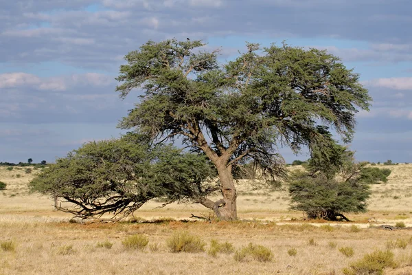 Árbol de acacia africana — Foto de Stock