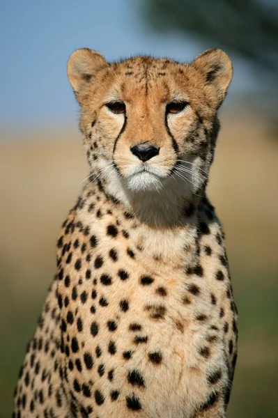 Cheetah portre — Stok fotoğraf