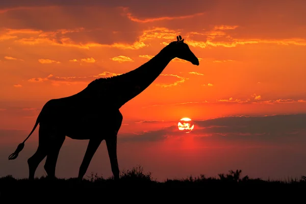 Силуэт жирафа — стоковое фото