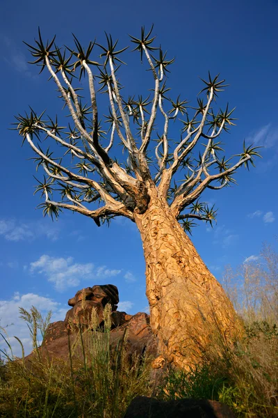 Колчанье дерево — стоковое фото