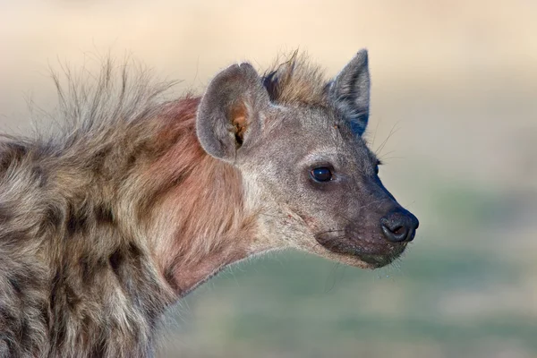 Portret zauważył hiena — Zdjęcie stockowe