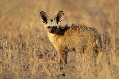 Bat-eared fox clipart