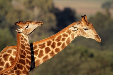 Giraffe interaction clipart