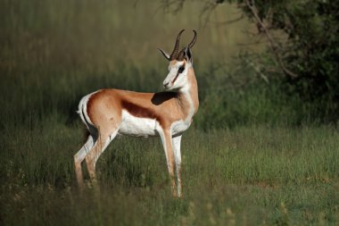 Springbok antelope clipart