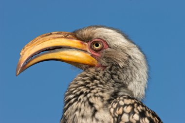 Yellow-billed hornbill clipart