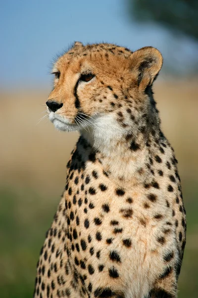 Gepard portrét — Stock fotografie