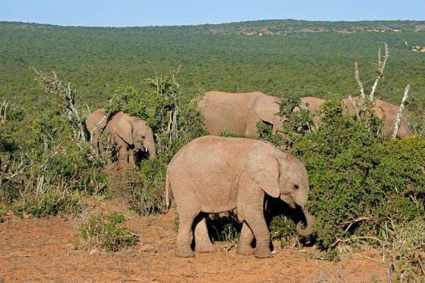 Кормление африканских слонов — стоковое фото
