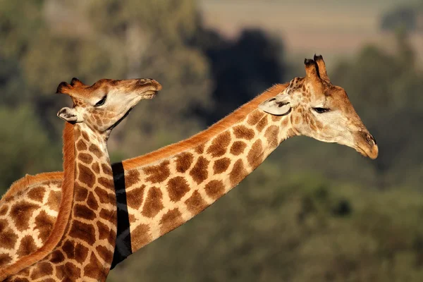 Giraffe interaction — Stock Photo, Image