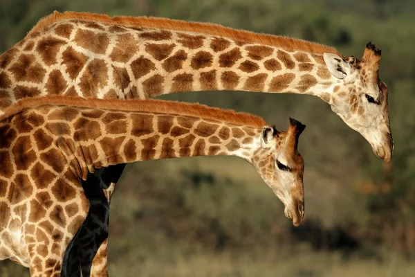 Žirafa interakce — Stock fotografie