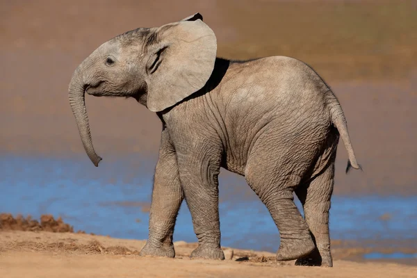 Молодой африканский слон — стоковое фото