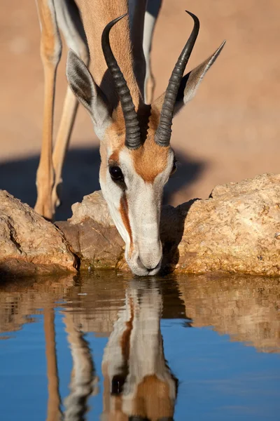 Beber antílope springbok — Fotografia de Stock