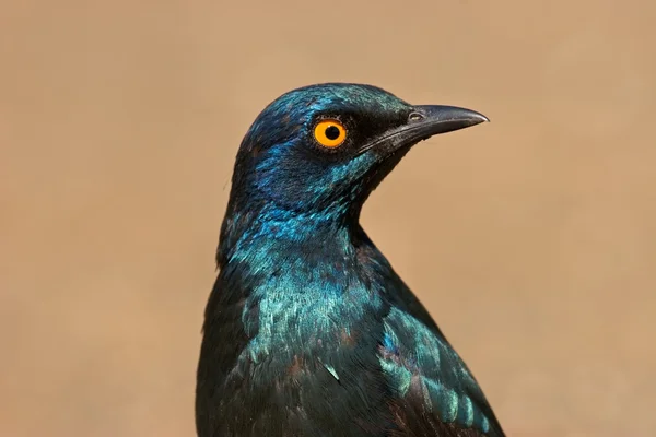 Greater blue-eared starling — Stock Photo, Image