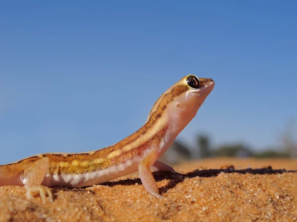 Gecko de terra Kalahari — Fotografia de Stock