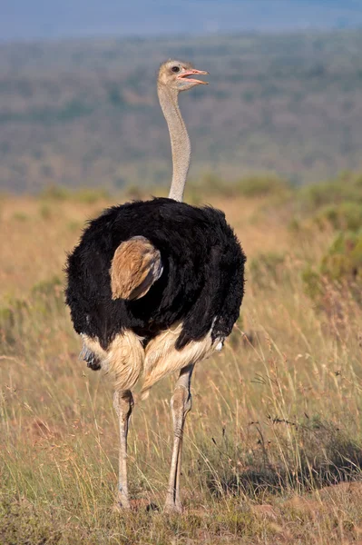 Мужской страус — стоковое фото