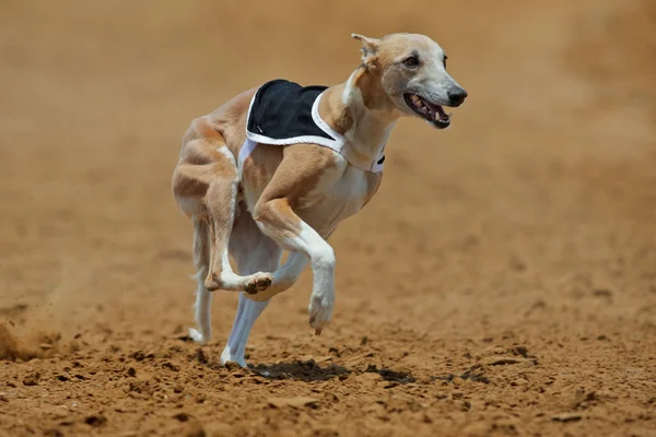 Sprint whippet psa — Zdjęcie stockowe