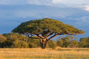 African Acacia tree clipart