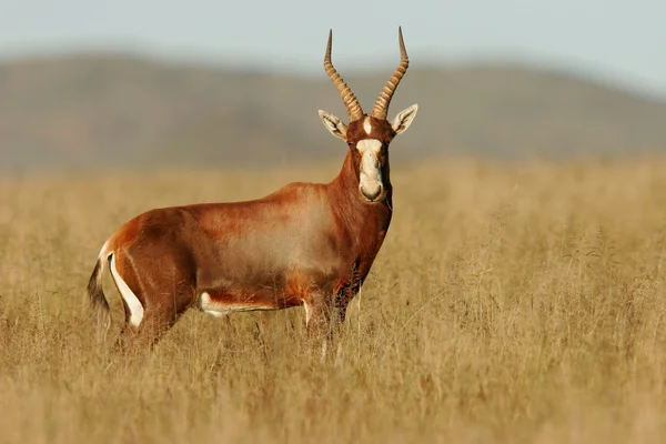 Блесбок антилопа — стоковое фото