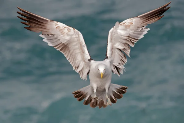 Kelp gull in flight — Stock Photo, Image