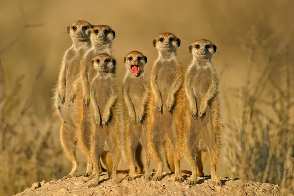 Meerkat familie 02 — Stockfoto