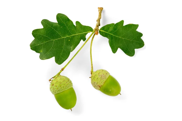 Dubové listy a žaludy — Stock fotografie