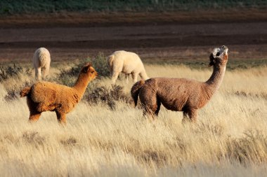 Alpacas (Vicugna pacos) clipart