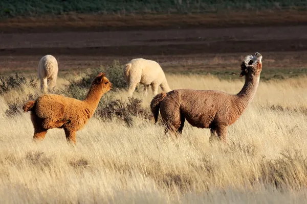 Alpacas (Vicugna pacos) — Foto de Stock