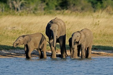 African elephants clipart