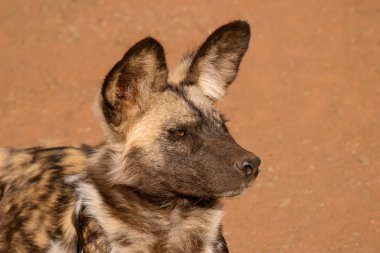 Afrika vahşi köpeği