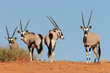 Gemsbok antilop