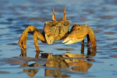 Ghost crab clipart