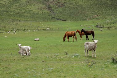 Grazing horses and sheep clipart