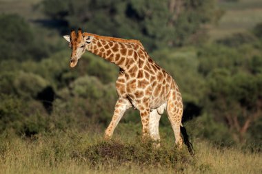 Male giraffe clipart