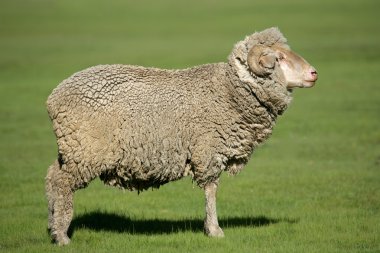 Merino sheep clipart