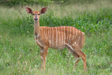 Nyala antelope clipart