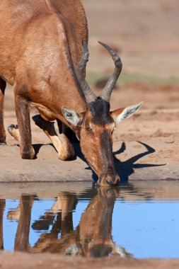 Red hartebeest drinking clipart