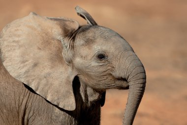 Young African elephant clipart