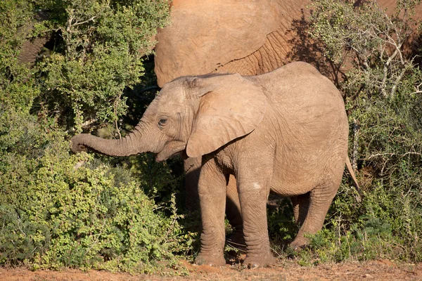 Jovem elefante africano — Fotografia de Stock