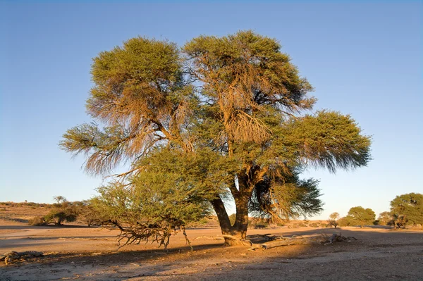 アフリカのアカシアの木 — ストック写真